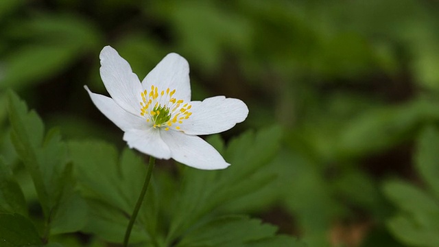 一个雪花莲特写。花生长在森林里。视频素材