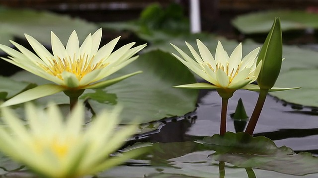 莲花。视频素材