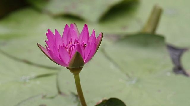 莲花。视频素材