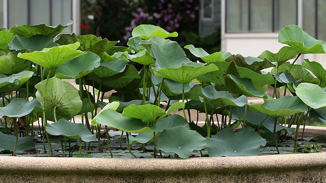 莲花。视频素材