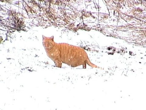 雪猫视频下载