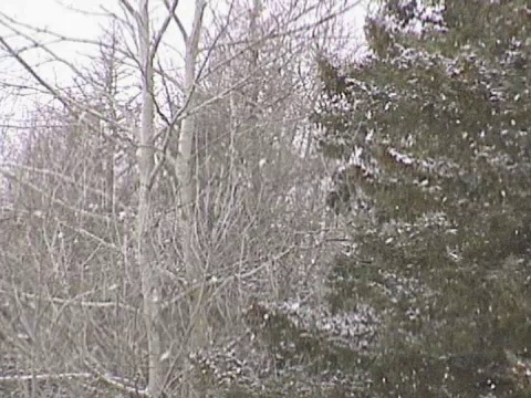 树木在雪视频素材