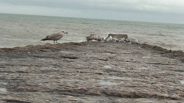 海鸥视频素材