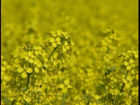 油菜领域视频素材