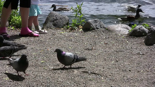 鸟视频素材