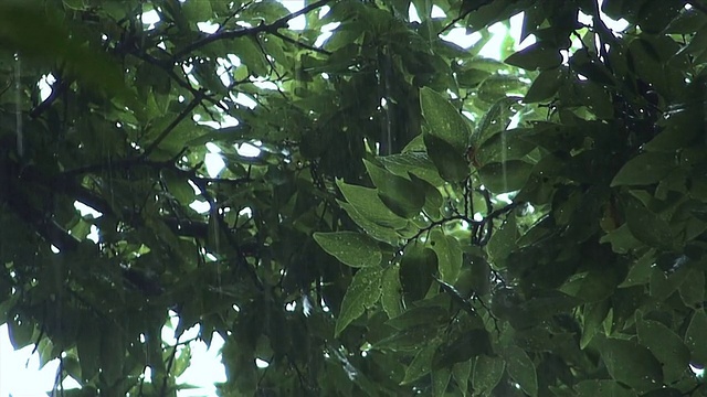 森林的雨视频下载