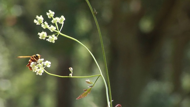 蜜蜂视频下载