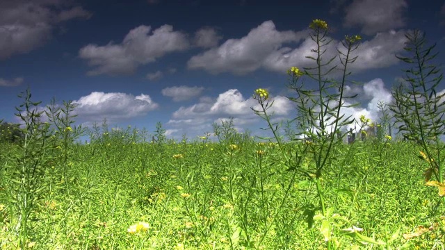 油菜花草地视频素材