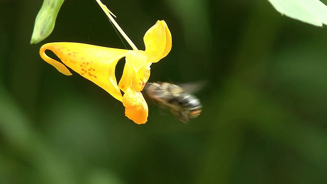 蜜蜂探测黄花视频素材