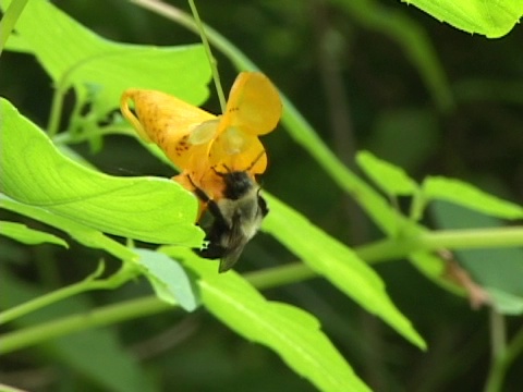 蜜蜂探测黄花视频素材