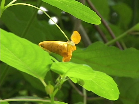 蜜蜂探测黄花视频素材