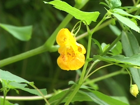 蜜蜂探测黄花视频素材