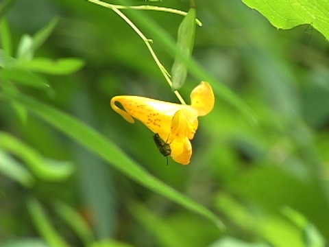 蜜蜂探测黄花视频素材