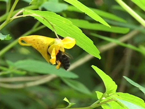 蜜蜂探测黄花视频素材