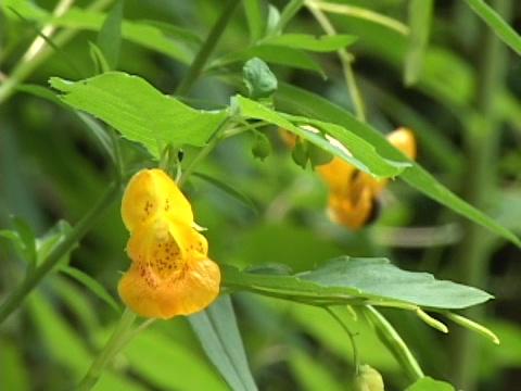 蜜蜂探测黄花视频素材