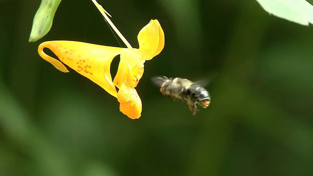 蜜蜂探测黄花视频素材