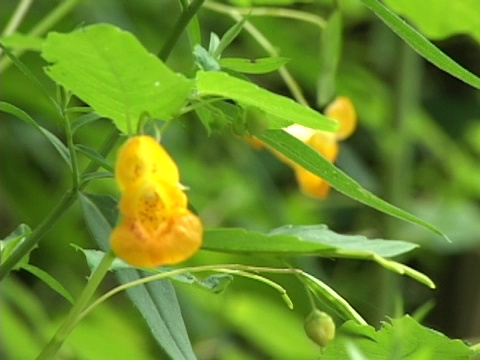 蜜蜂探测黄花视频素材