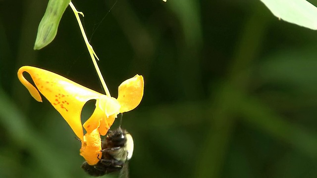 蜜蜂探测黄花视频素材