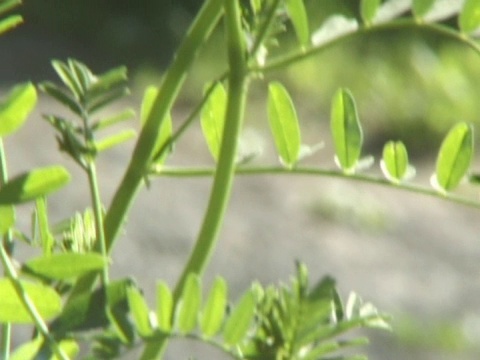 绿色植物在摇摆的运动中。视频素材