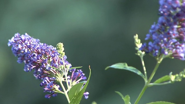 蓝花与帝王蝶视频素材