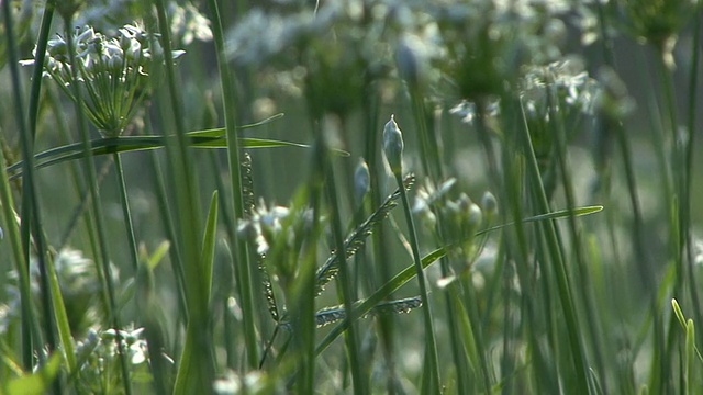 韭菜领域视频素材