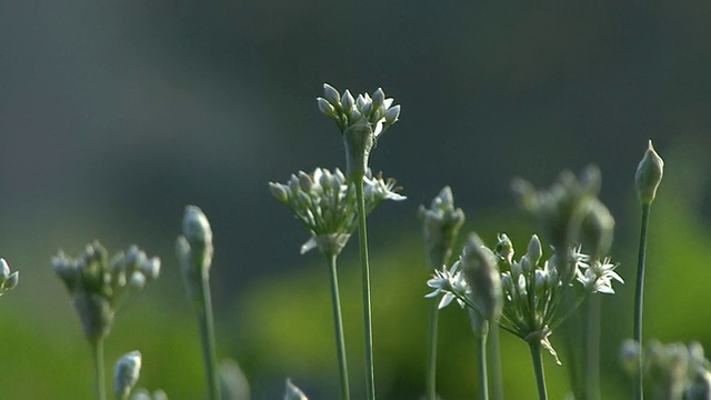 韭菜领域视频素材