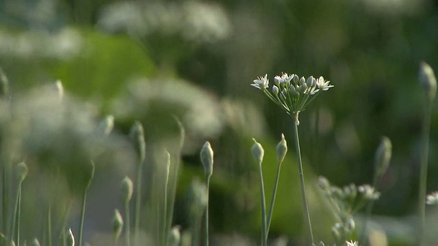 韭菜领域视频素材