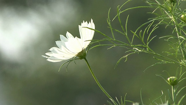 粉红色和白色的花视频素材