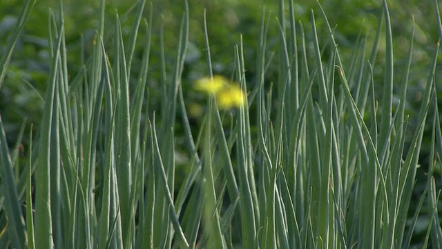 韭菜领域视频素材