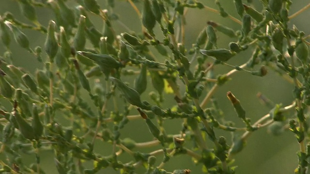 绿色植物视频素材