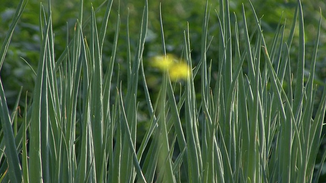 韭菜领域视频素材