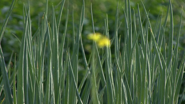 韭菜和黄花视频素材