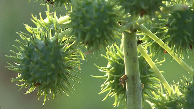 绿色植物视频素材