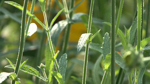 绿色植物视频素材