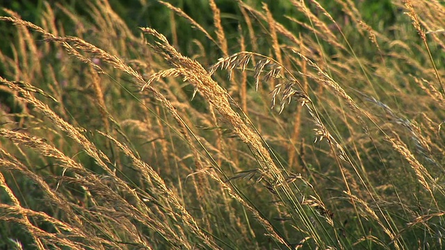 高清:草甸植被视频素材