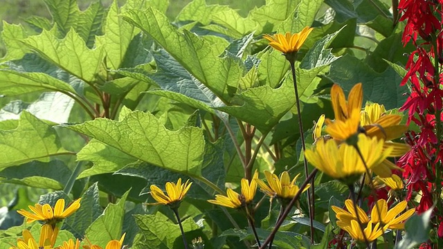 黄花和蜜蜂视频素材