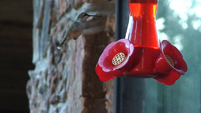 蜂鸟喂食视频下载