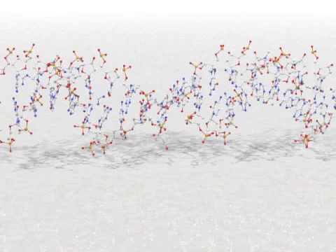 DNA分子- PAL视频下载