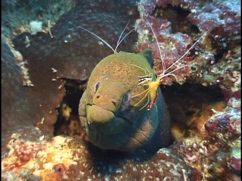 海鳗正在被虾清洗视频素材