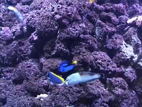 水族馆里的鱼视频素材