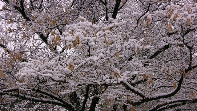 让它雪视频下载