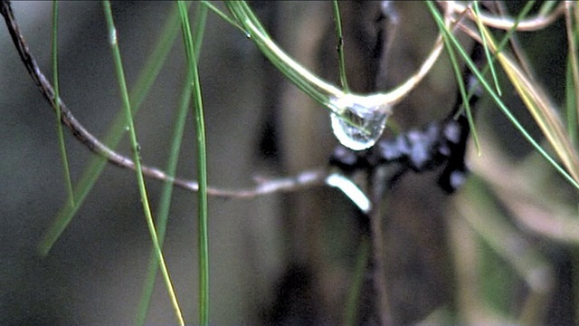 美丽缓慢的水滴视频素材