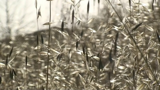 芦苇海视频素材