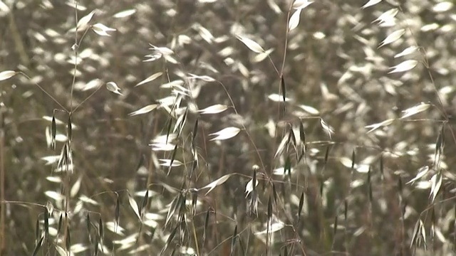 摇曳的芦苇视频下载