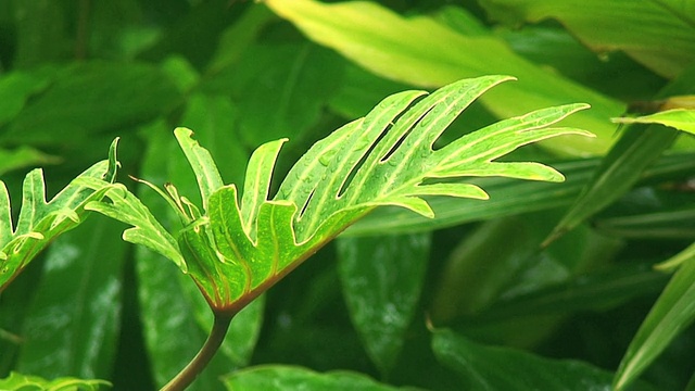 热带蕨类雨环HD视频素材