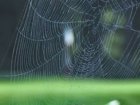 蜘蛛网到高尔夫旗焦点拉视频下载