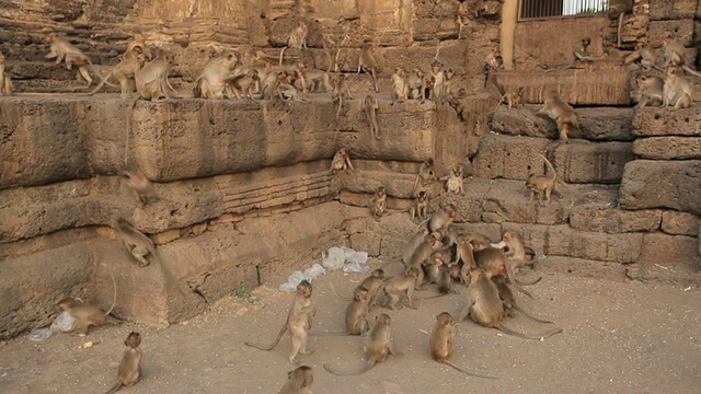 泰国寺庙里的小猴子视频素材