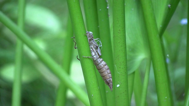 蜻蜓幼虫皮肤视频素材