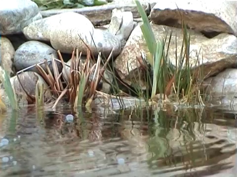 花园池塘视频素材