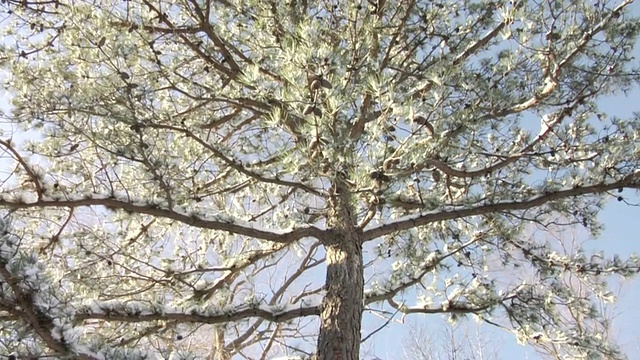 雪树视频下载